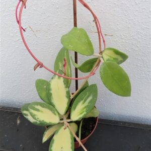 Hoya acuta albo variegata