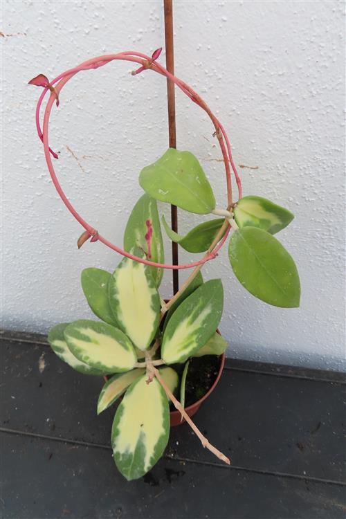 Hoya acuta albo variegata