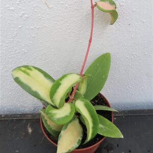 Hoya acuta albo variegata