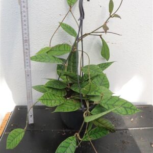 Hoya callistophylla