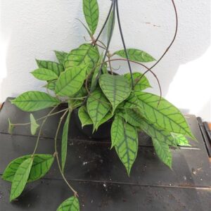 Hoya callistophylla