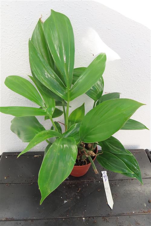 Epipremnum pinnatum Dragon Tail