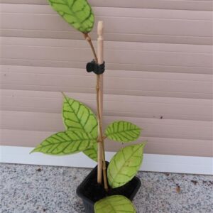 Hoya callistophylla