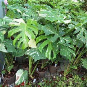Monstera Thai Constellation