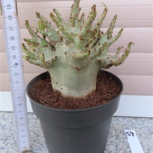 Adenium Baobab
