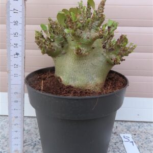 Adenium Baobab