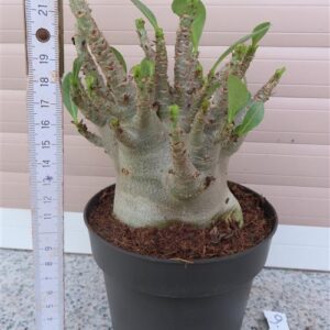 Adenium Baobab