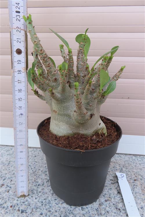 Adenium Baobab