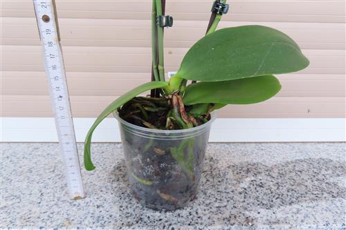 Orchidee Phalaenopsis – Bild 3