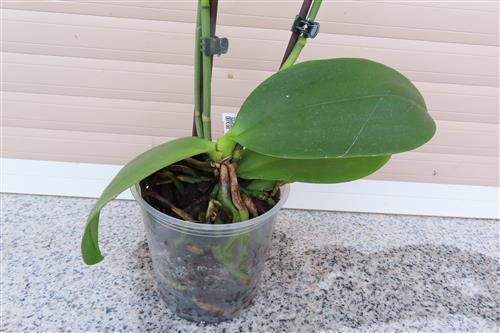 Orchidee Phalaenopsis – Bild 2