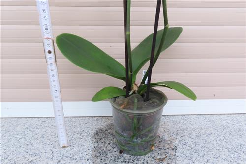 Orchidee Phalaenopsis – Bild 2