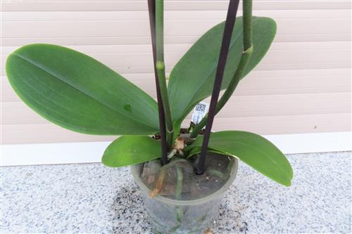 Orchidee Phalaenopsis – Bild 3