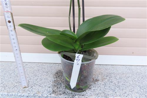 Orchidee Phalaenopsis – Bild 2