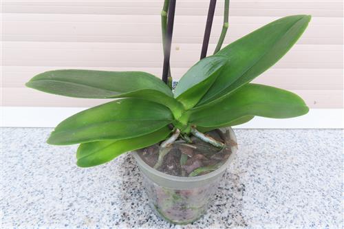 Orchidee Phalaenopsis – Bild 3