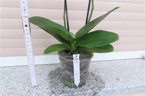 Orchidee Phalaenopsis – Bild 3