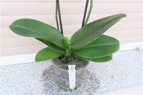 Orchidee Phalaenopsis – Bild 2