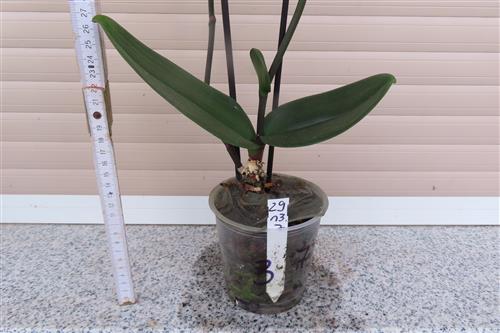 Orchidee Phalaenopsis – Bild 3