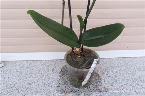 Orchidee Phalaenopsis – Bild 2