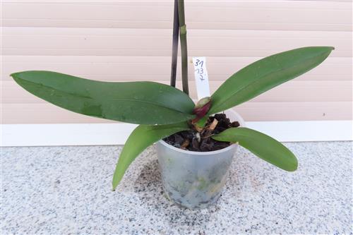 Orchidee Phalaenopsis – Bild 2