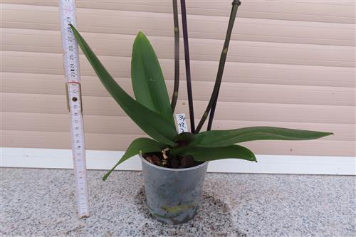 Orchidee Phalaenopsis – Bild 3