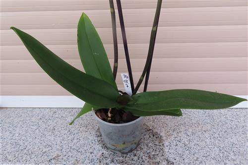 Orchidee Phalaenopsis – Bild 2