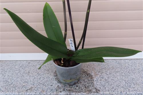 Orchidee Phalaenopsis – Bild 4