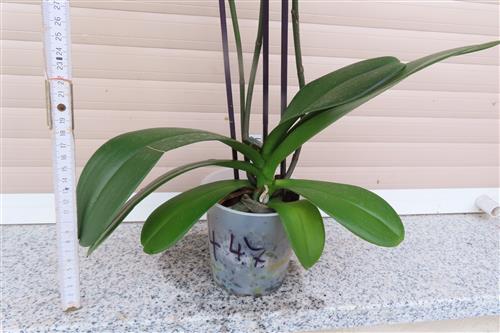 Orchidee Phalaenopsis – Bild 3