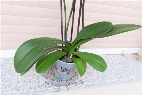 Orchidee Phalaenopsis – Bild 2