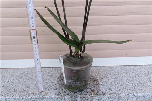 Orchidee Phalaenopsis – Bild 3