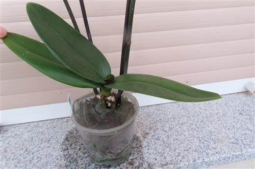 Orchidee Phalaenopsis – Bild 2