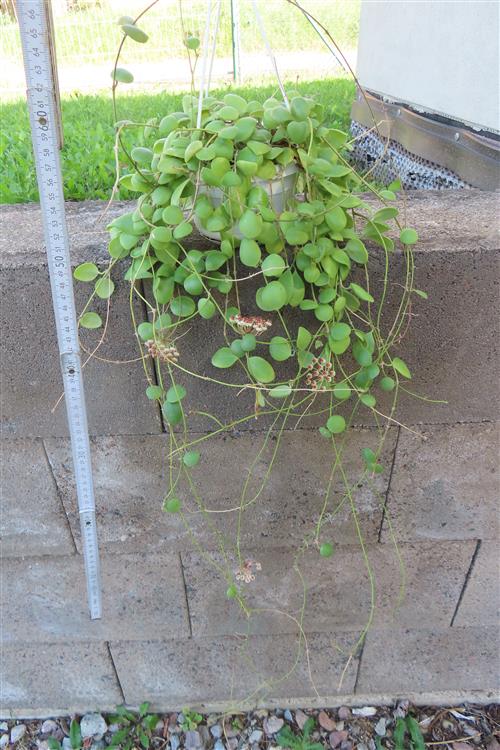 Hoya brevialata – Bild 4