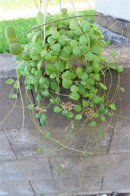 Hoya brevialata – Bild 5