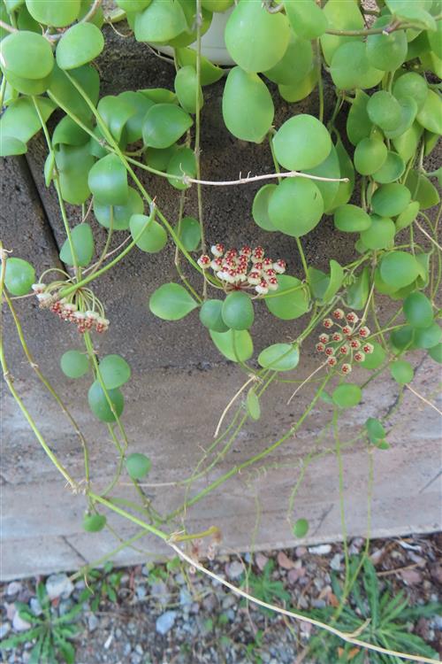 Hoya brevialata – Bild 3
