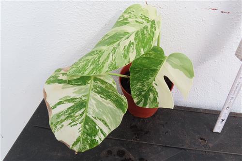Monstera Delicosa variegata – Bild 2