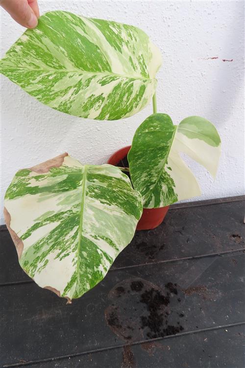 Monstera Delicosa variegata – Bild 3