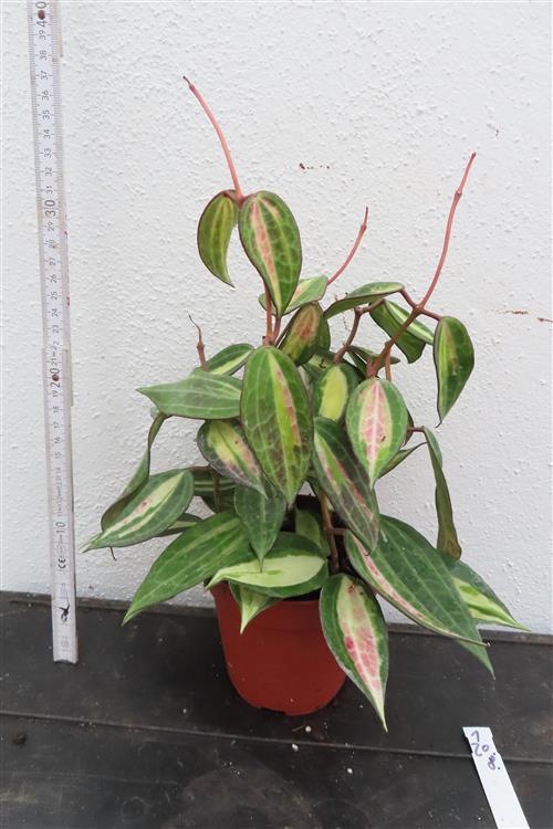 Hoya macrophylla pot of gold – Bild 2