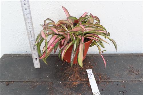 Hoya wayetii tricolour – Bild 2