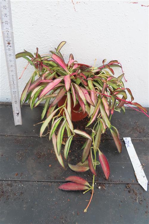 Hoya wayetii tricolour – Bild 3
