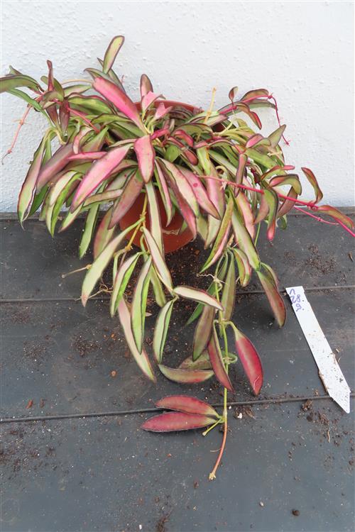 Hoya wayetii tricolour – Bild 2