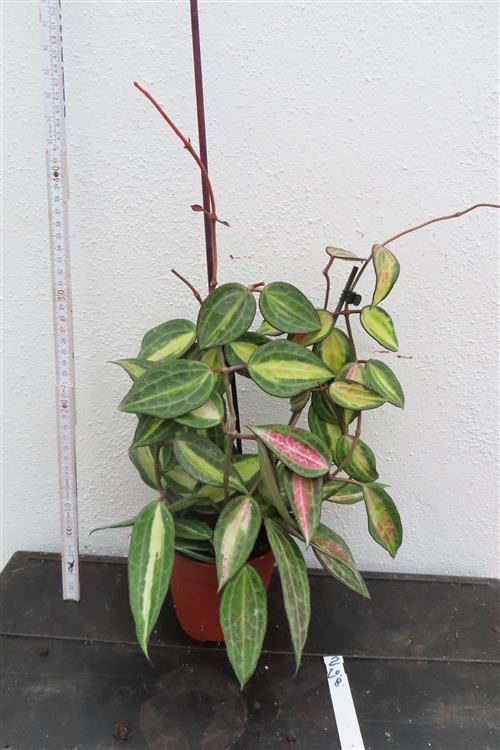 Hoya macrophylla pot of gold – Bild 2
