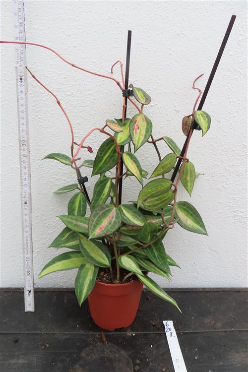 Hoya macrophylla pot of gold – Bild 2