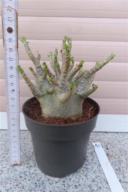 Adenium Baobab – Bild 2