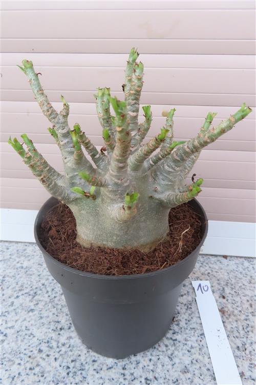Adenium Baobab – Bild 3