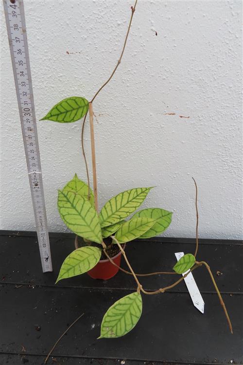 Hoya callistophylla – Bild 2