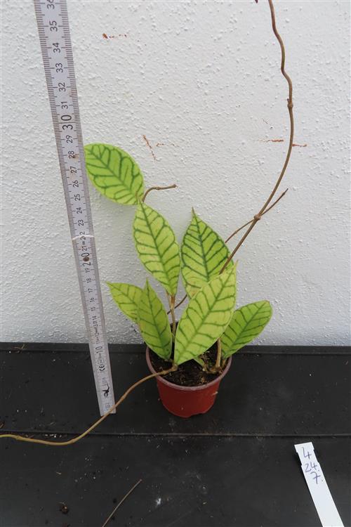 Hoya callistophylla – Bild 2