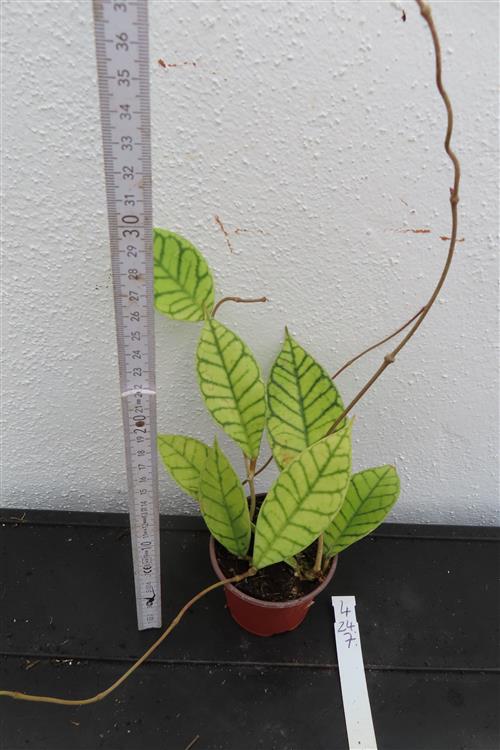 Hoya callistophylla – Bild 3