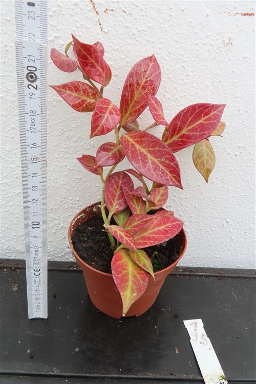Hoya Sunrise – Bild 2