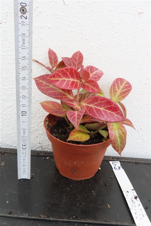 Hoya Sunrise – Bild 2