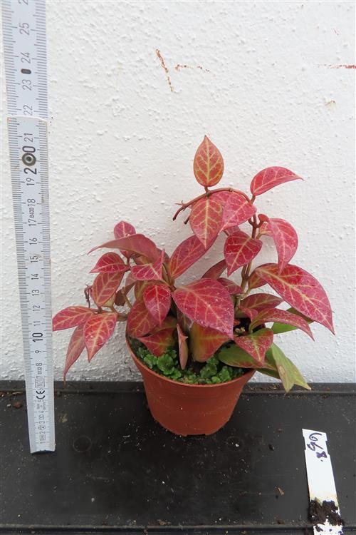 Hoya Sunrise – Bild 2