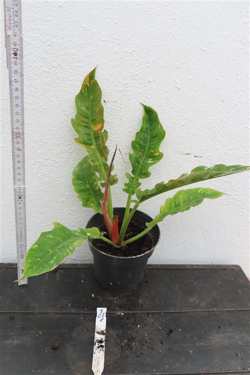 Philodendron Ring of Fire – Bild 3